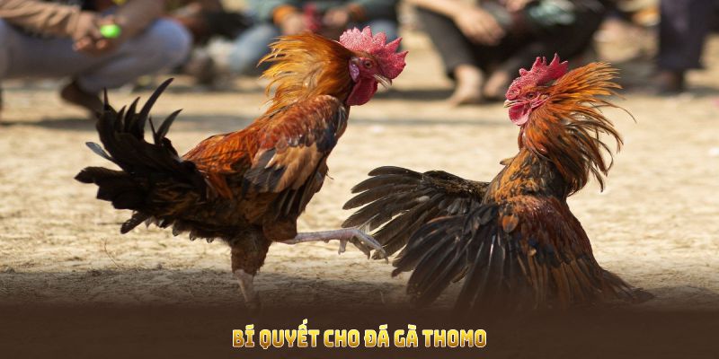 Bí quyết cho đá gà thomo mang lại lợi thế cho mỗi người chơi