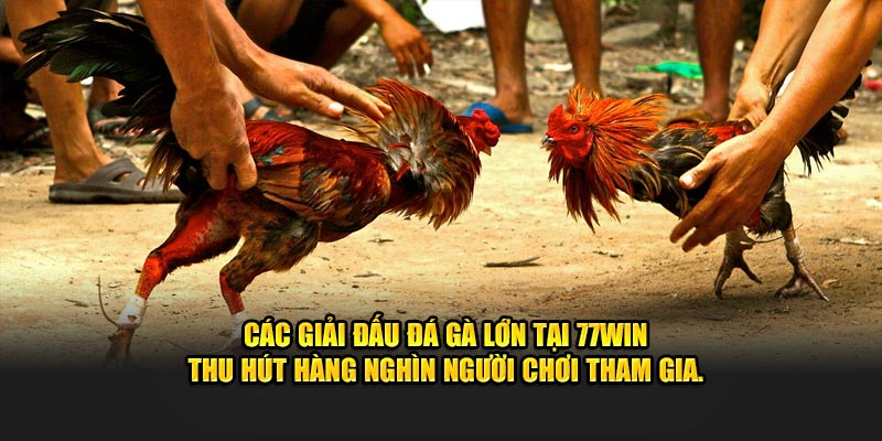 Các giải đấu đá gà lớn tại 77win thu hút hàng nghìn người chơi tham gia.