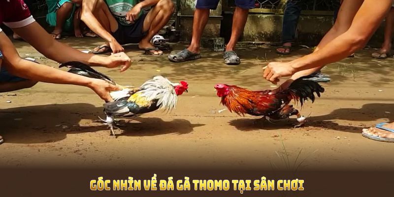 Khám phá góc nhìn về đá gà thomo tại sân chơi uy tín