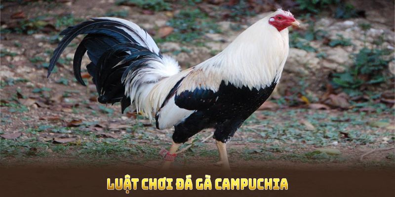 Tìm hiểu luật chơi đá gà Campuchia để tự tin trước mọi trận cầu quyết liệt