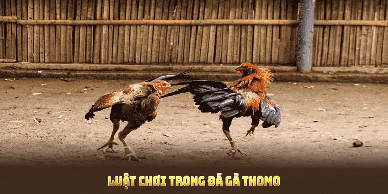 Khám phá luật chơi trong đá gà thomo và nắm lợi thế khi cược