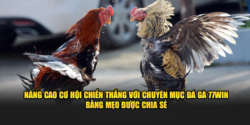 Nâng cao cơ hội chiến thắng với chuyên mục đá gà 77win bằng mẹo được chia sẻ