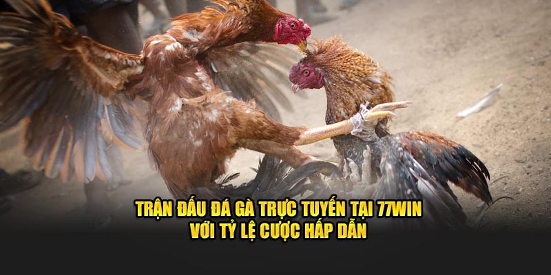 Trận đấu đá gà trực tuyến tại 77win với tỷ lệ cược hấp dẫn.