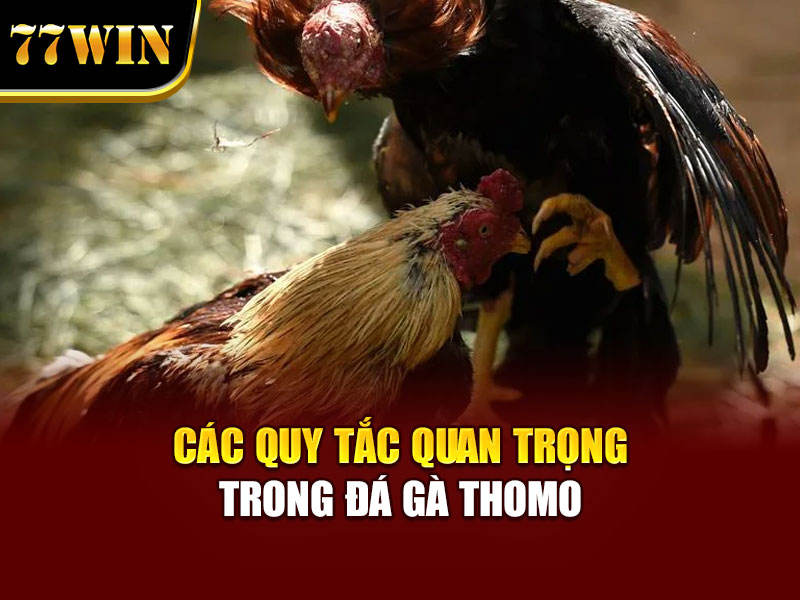 Các quy tắc quan trọng trong đá gà Thomo