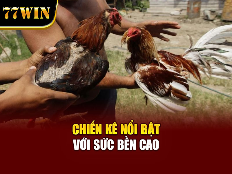 Chiến kê nổi bật với sức bền cao