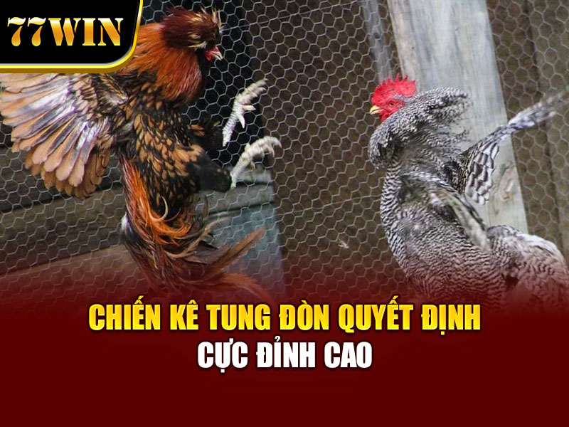 Chiến kê tung đòn quyết định cực đỉnh cao