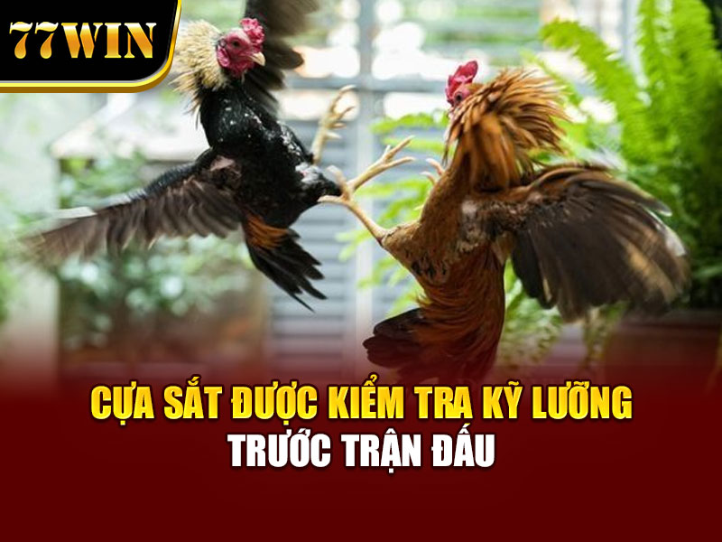 Cựa sắt được kiểm tra kỹ lưỡng trước trận đấu