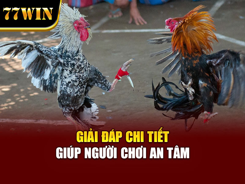 Giải đáp chi tiết giúp người chơi an tâm 