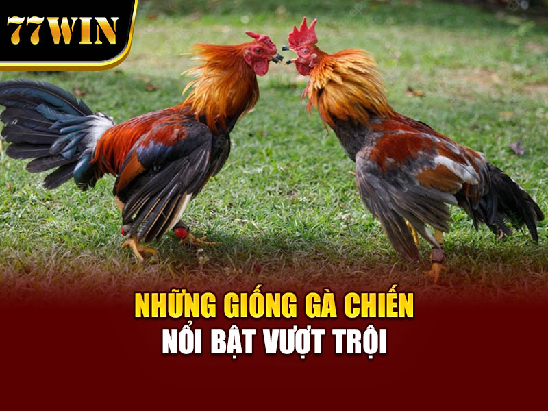 Những giống gà chiến nổi bật vượt trội