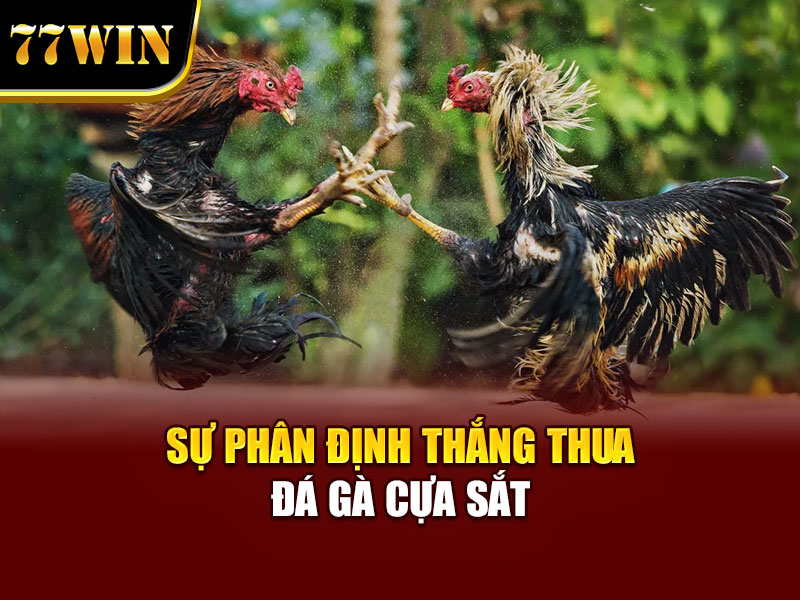 Sự phân định thắng thua đá gà cựa sắt