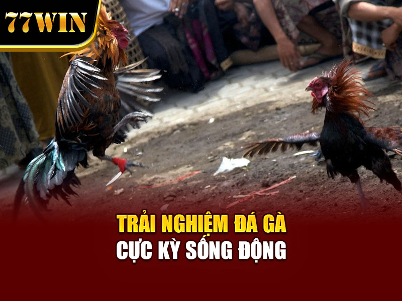 Trải nghiệm đá gà trực tuyến sống động